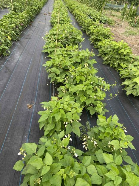  - SEMINTE FASOLE LIMA PITICA - JACKSON WONDER - D 225