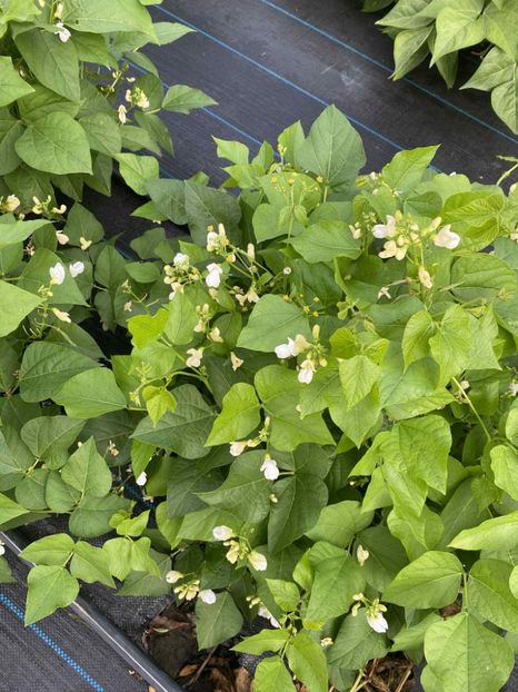  - SEMINTE FASOLE LIMA PITICA - JACKSON WONDER - D 225