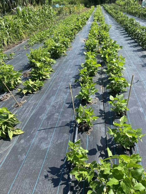  - SEMINTE FASOLE LIMA PITICA - JACKSON WONDER - D 225