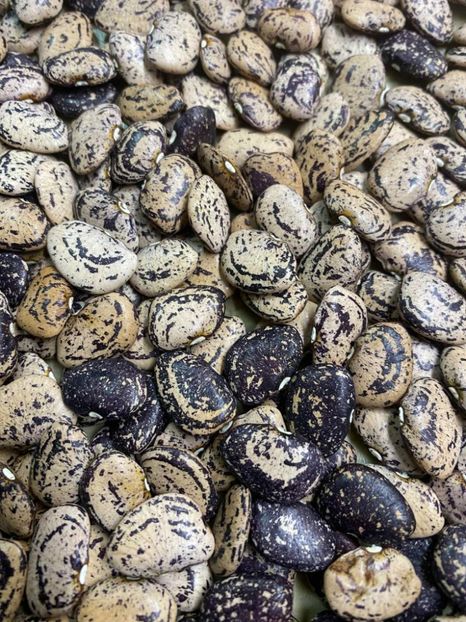  - SEMINTE FASOLE LIMA PITICA - JACKSON WONDER - D 225