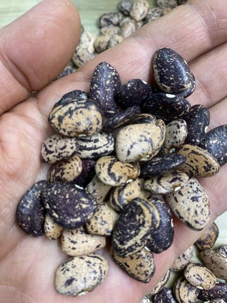  - SEMINTE FASOLE LIMA PITICA - JACKSON WONDER - D 225