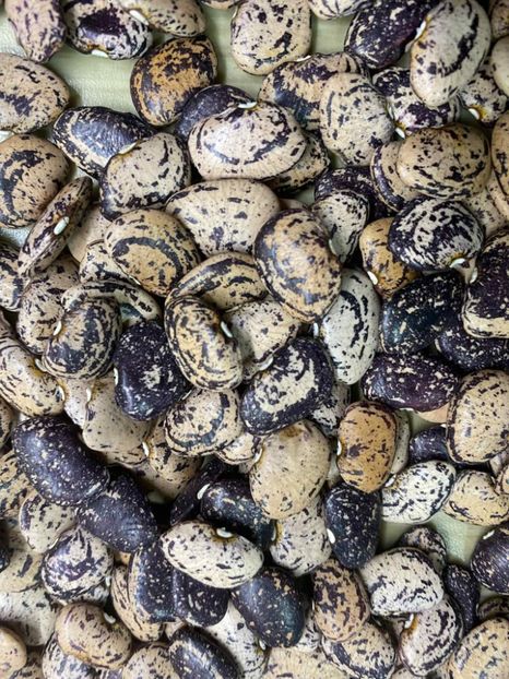  - SEMINTE FASOLE LIMA PITICA - JACKSON WONDER - D 225