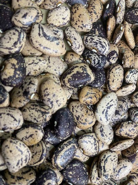  - SEMINTE FASOLE LIMA PITICA - JACKSON WONDER - D 225