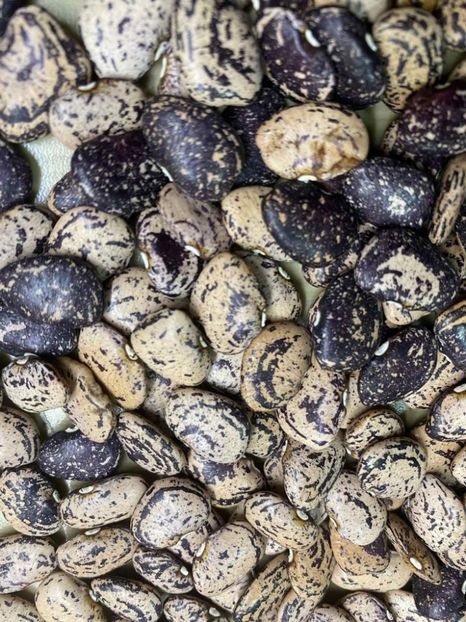  - SEMINTE FASOLE LIMA PITICA - JACKSON WONDER - D 225