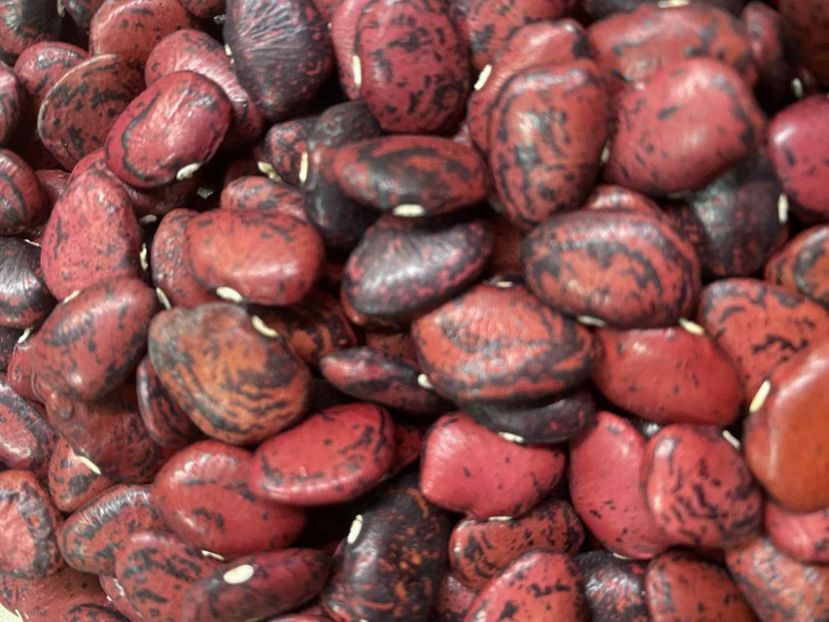  - SEMINTE FASOLE LIMA - RED CALICO - D 223