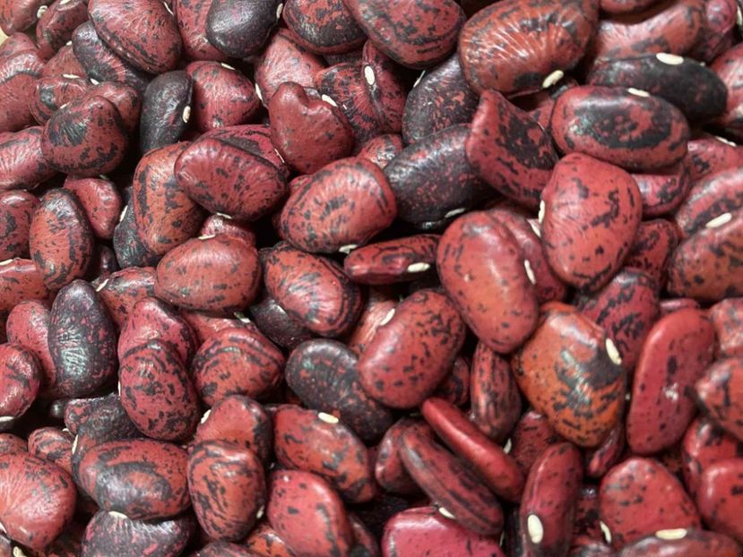  - SEMINTE FASOLE LIMA - RED CALICO - D 223