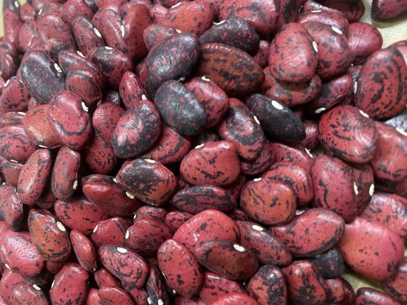  - SEMINTE FASOLE LIMA - RED CALICO - D 223
