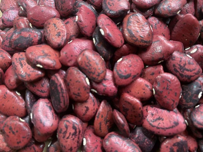  - SEMINTE FASOLE LIMA - RED CALICO - D 223