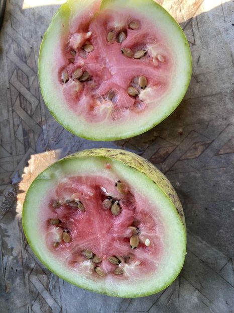  - SEMINTE PEPENE VERDE DE IARNA - WATERMELON BOTSWANA FOR WINTER - D 234