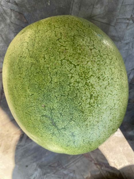  - SEMINTE PEPENE VERDE DE IARNA - WATERMELON BOTSWANA FOR WINTER - D 234