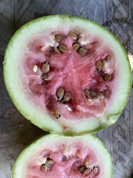  - SEMINTE PEPENE VERDE DE IARNA - WATERMELON BOTSWANA FOR WINTER - D 234