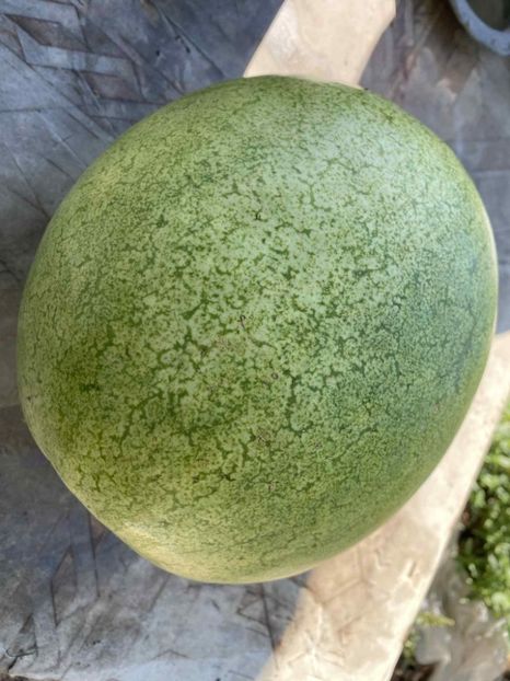  - SEMINTE PEPENE VERDE DE IARNA - WATERMELON BOTSWANA FOR WINTER - D 234