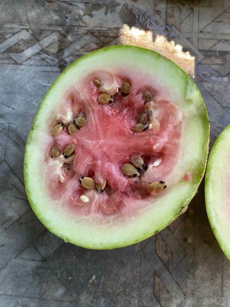  - SEMINTE PEPENE VERDE DE IARNA - WATERMELON BOTSWANA FOR WINTER - D 234