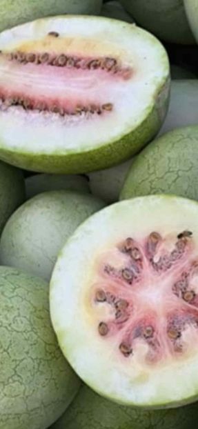 - SEMINTE PEPENE VERDE DE IARNA - WATERMELON BOTSWANA FOR WINTER - D 234