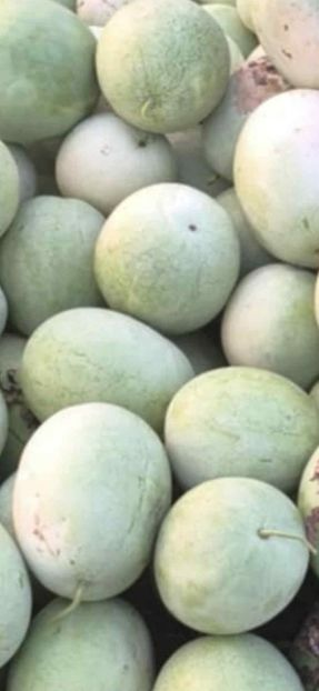  - SEMINTE PEPENE VERDE DE IARNA - WATERMELON BOTSWANA FOR WINTER - D 234