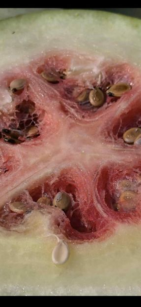  - SEMINTE PEPENE VERDE DE IARNA - WATERMELON BOTSWANA FOR WINTER - D 234