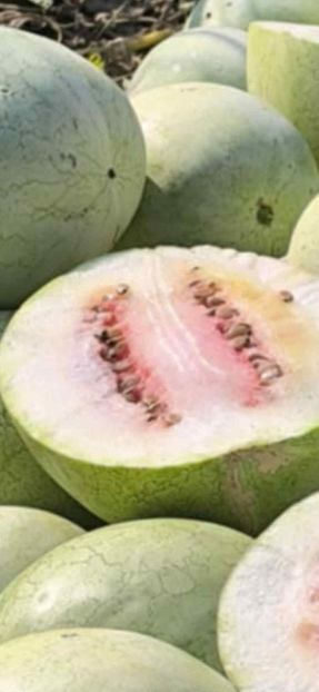  - SEMINTE PEPENE VERDE DE IARNA - WATERMELON BOTSWANA FOR WINTER - D 234