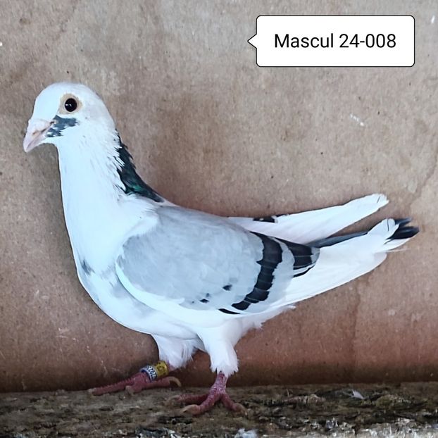 Mascul 24-008 - Porumbei vanduti