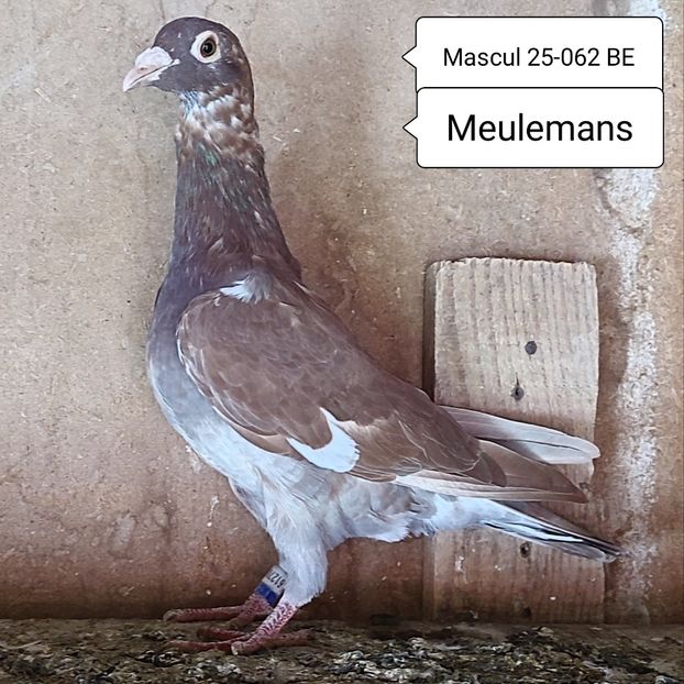 Mascul 25-062 BE - Meulemans