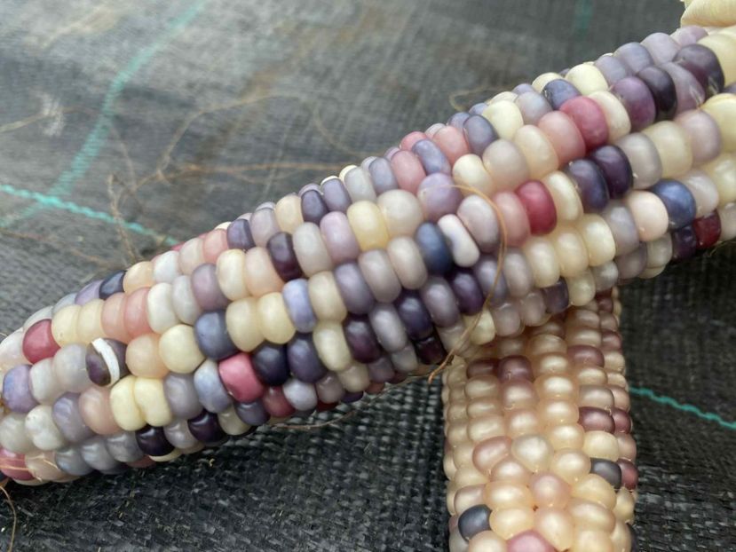  - SEMINTE PORUMB POPCORN - P 43 - GLASS GEM