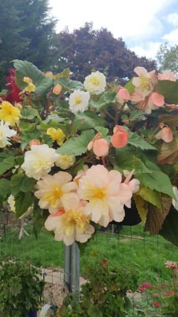 Messenger_creation_5BF55624-C72A-488A-9FC7-00F2B913283C - - Begonii 2025