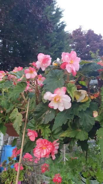 Messenger_creation_6E2C793F-5B40-4927-9826-CA549609299D - - Begonii 2025