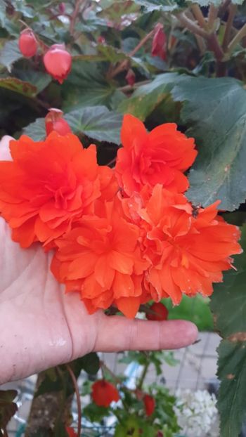 Messenger_creation_E0DB4FB9-91B8-41CA-B429-3DDBF3A752B4 - - Begonii 2025