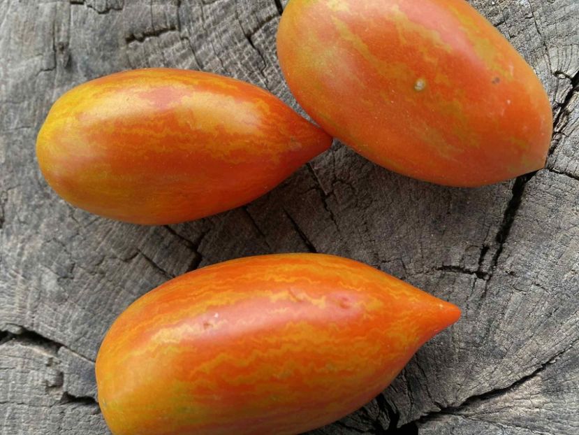  - SEMINTE ROSII - T 1138 SOLVEIG