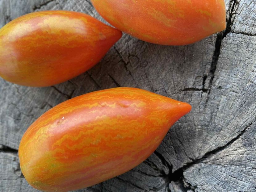  - SEMINTE ROSII - T 1138 SOLVEIG