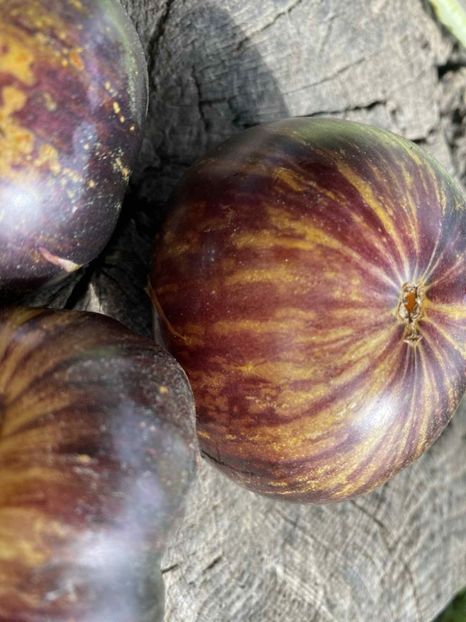  - SEMINTE ROSII - T 852 SOLAR ECLIPSE