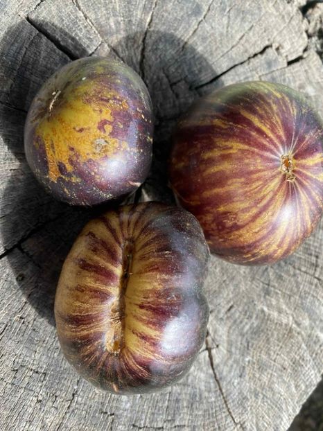  - SEMINTE ROSII - T 852 SOLAR ECLIPSE