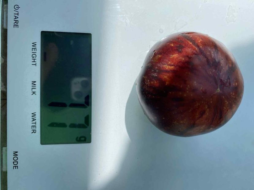  - SEMINTE ROSII - T 852 SOLAR ECLIPSE