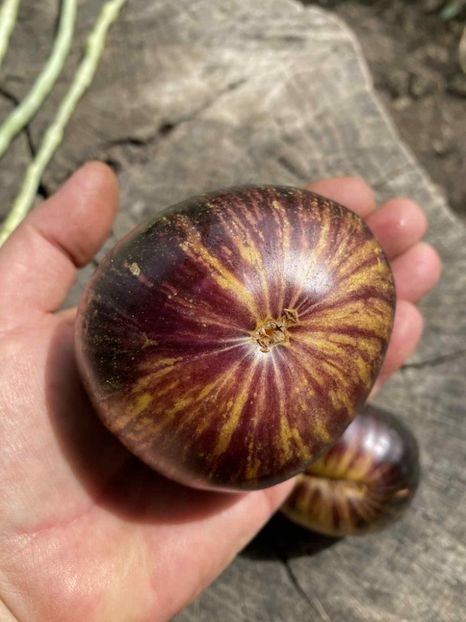  - SEMINTE ROSII - T 852 SOLAR ECLIPSE