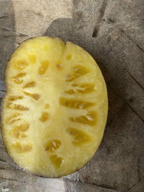  - SEMINTE ROSII - T 852 SOLAR ECLIPSE