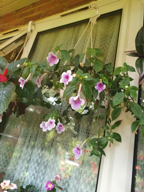 Messenger_creation_3CCC2C8F-082B-438E-B7E5-788FC000F5BE - Tetra Verchafflet