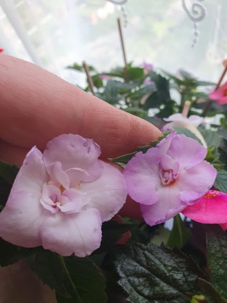 Messenger_creation_F3D9D615-C3ED-402A-A145-CB79A8796223 - BriD s Cataleya