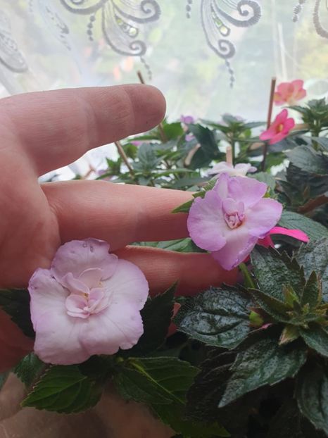 Messenger_creation_365F2B27-D574-4425-A0BB-3D88B1F71A95 - BriD s Cataleya