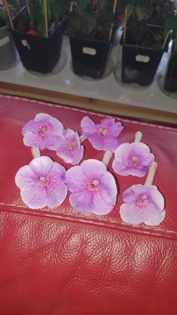 Messenger_creation_0C8A62BA-2DAE-4703-BE5F-38454160E71B - Charles Martel