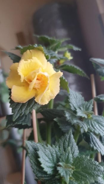 Messenger_creation_1681BBAF-56A2-42D1-8B94-F2BAAA6925B1 - BriD s Limonella