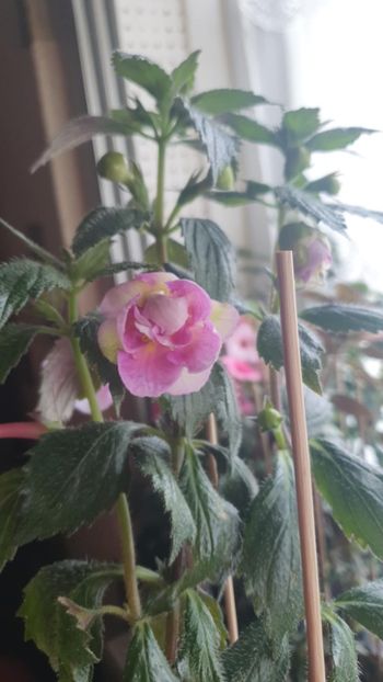 Messenger_creation_D73815FC-94E1-41F9-B97A-7A4B195873DB - Queen of Lance