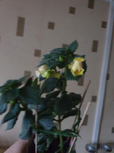 Messenger_creation_8D189155-A90C-4643-A863-4EC6349FFF1E - BriD s Limonella