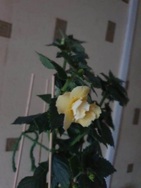 Messenger_creation_8536FA5D-9DF8-47AE-B097-28772869FB73 - BriD s Limonella