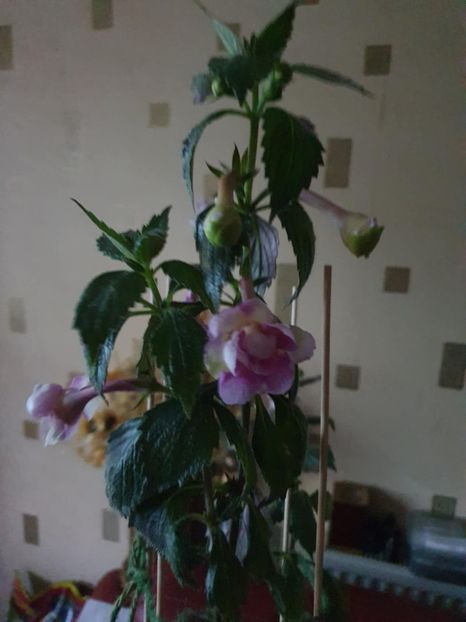 Messenger_creation_F7B47C44-3128-4CB0-AB55-A806269CD5A5 - BriD s Wanda