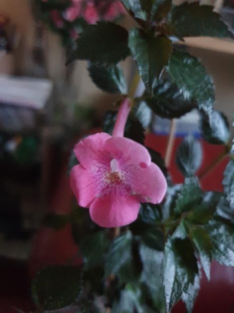 Messenger_creation_6473B016-3007-455C-BF85-9BE0B4D73E16 - RF_s Brisa Rosa