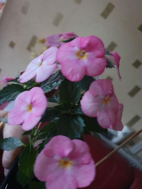 Messenger_creation_F3733E81-5BC9-473F-83C0-B02B69ED256E - BriD s Yara