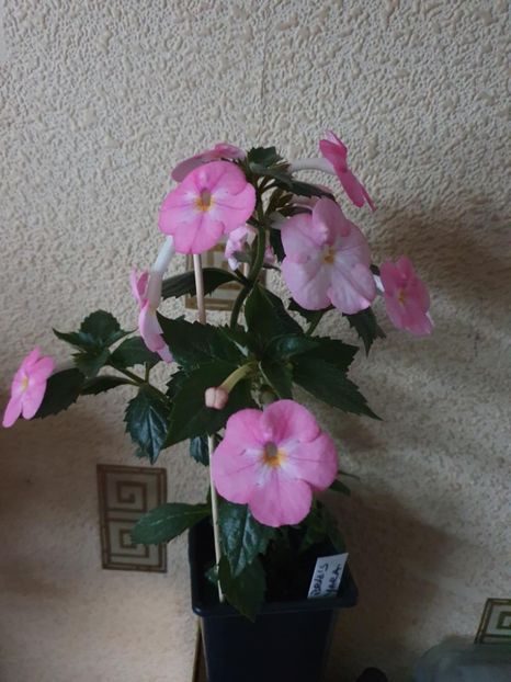 Messenger_creation_E144C160-8ADA-4025-98E0-FA47DD01DEA9 - BriD s Yara