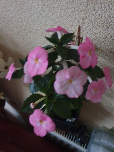 Messenger_creation_3D59BED0-A0B8-4792-98C9-D725D0369FDB - BriD s Yara