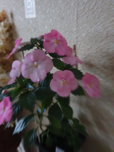 Messenger_creation_0F60A490-E181-4C2F-AEA4-2B5D27A5D652 - BriD s Yara