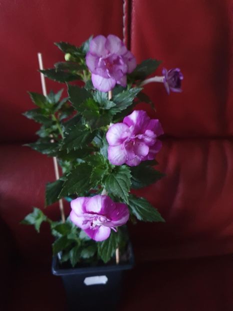 Messenger_creation_B93E9C8F-5BD3-463E-9086-2F9EA37E5E8F - Queen of Lance