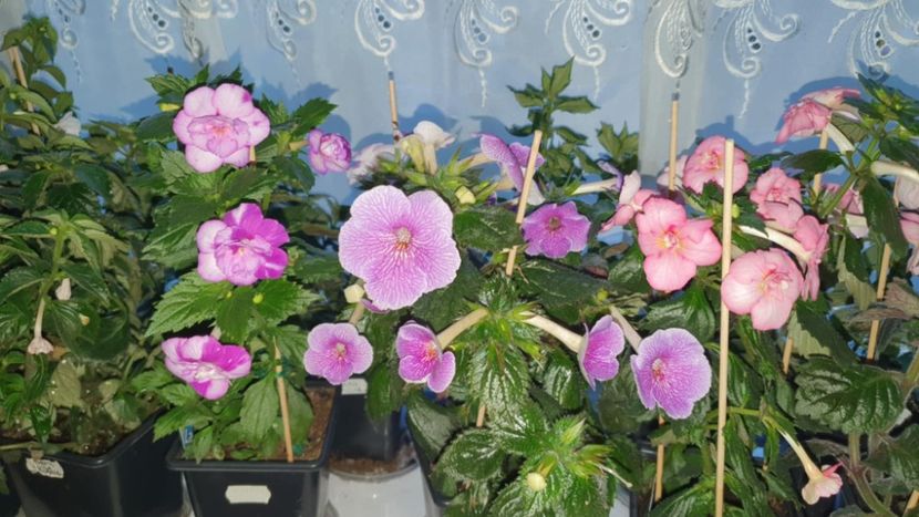 Messenger_creation_6F64D169-BD72-4BB1-BB04-6111DF9B69DE - Queen of Lance